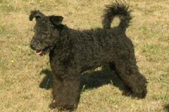 bosco2