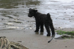 2006-October-Bodri-at-4-months-II-052