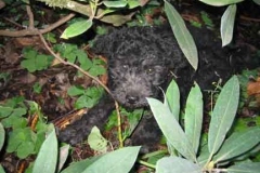 Benci1