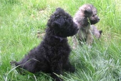 C-Litter-Red-Purple2