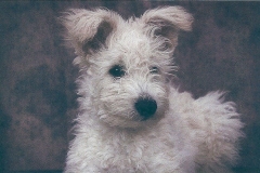 Iggy-14-wks