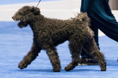 ANC2017-Friday-Specialty-AR3I4974-2