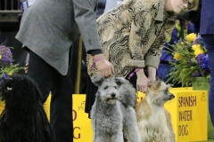 2019_02_11_016069_Levy_cropped