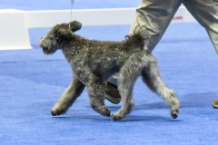 2018-12-Brevard-KC-3