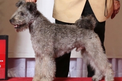 2018-12-Sunshine-State-Herding-Group-WD-2