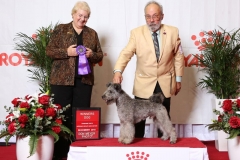 2018-12-Sunshine-State-Herding-Group-WD