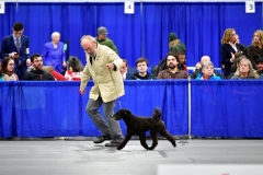 Teddy-2020-01-NorCal-Bulldogger